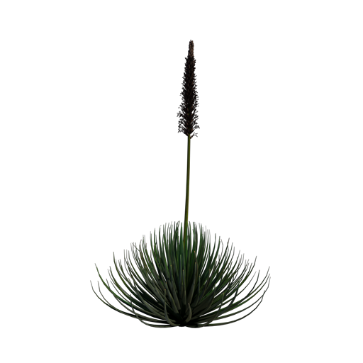 Hedgehog Agave