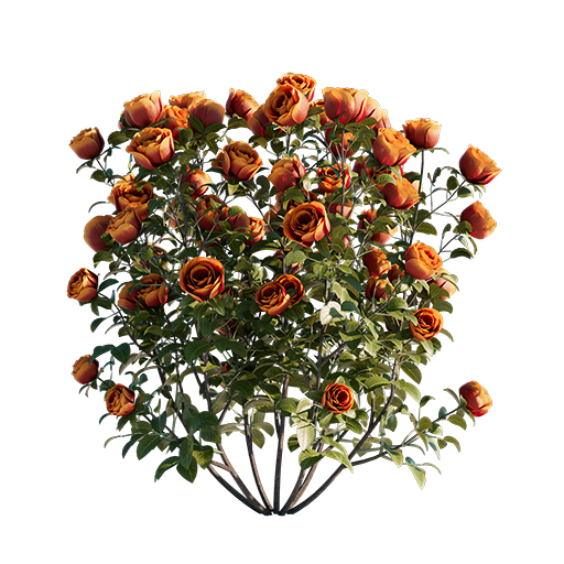 Roses - Orange - 0.39 m