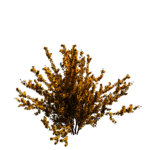 Border Forsythia