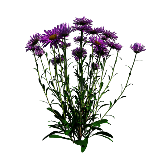 Alpine Aster 'Happy End'