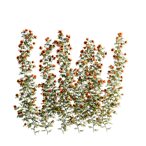 Roses - Wall - 1.60 m