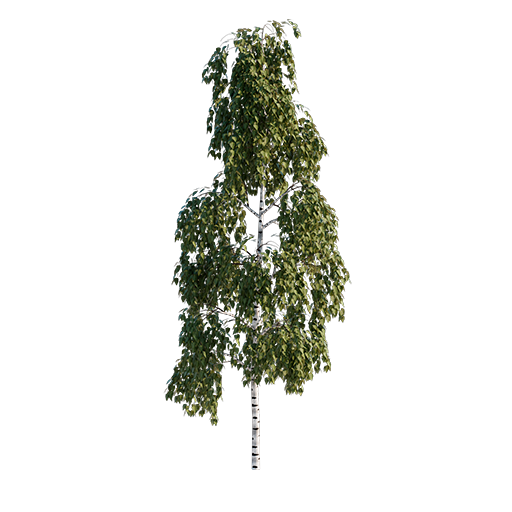 Birch - 4.6 m