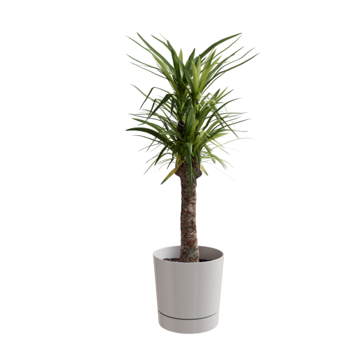 Yucca Palm 02
