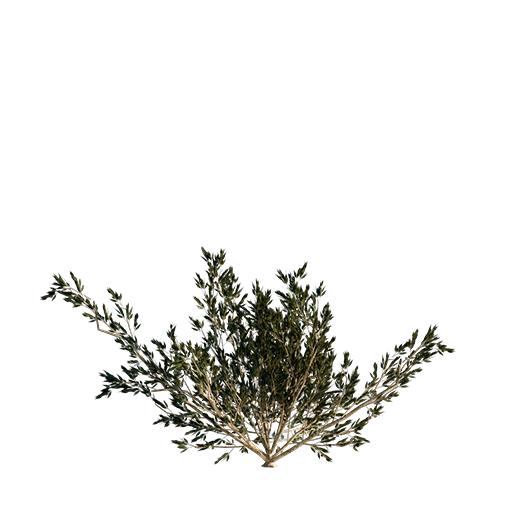 Crack Willow Tree Young