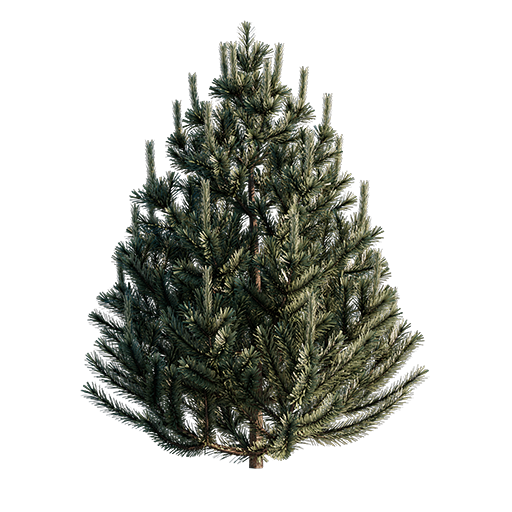 Pine - Small - 2.18 m