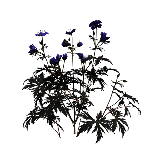 Meadow Geranium 'Hocus Pocus'