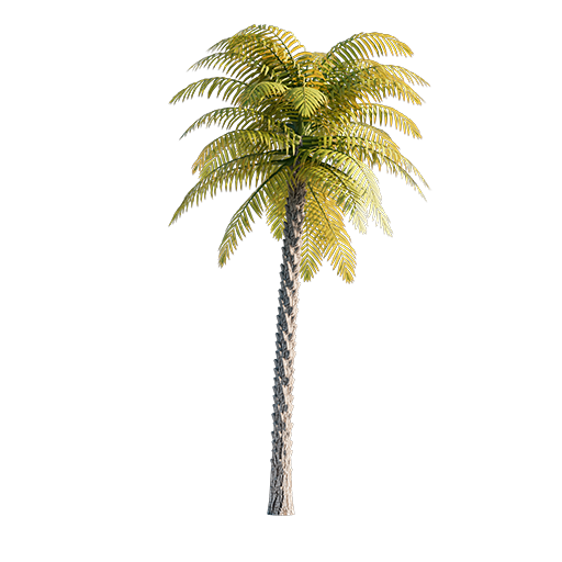 Palm Tree  03 - 10.1 m