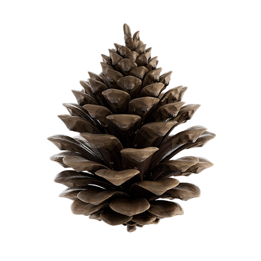 Pinecone