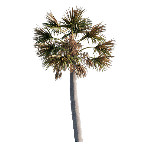 Palm Tree - Young