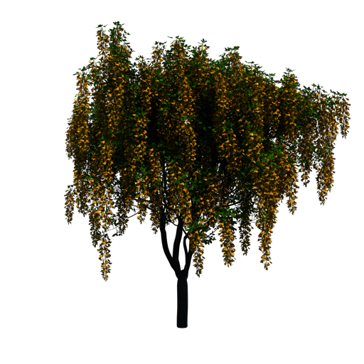 Voss's Laburnum