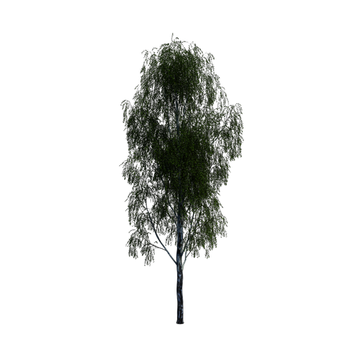 Silver Birch