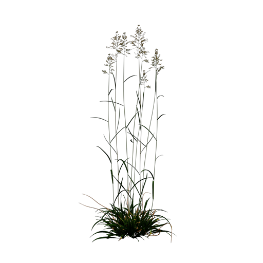 Blue Grass