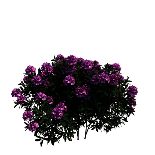 Rhododendron 'Blurettia'
