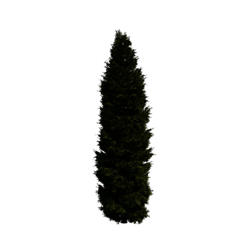 Norway Spruce