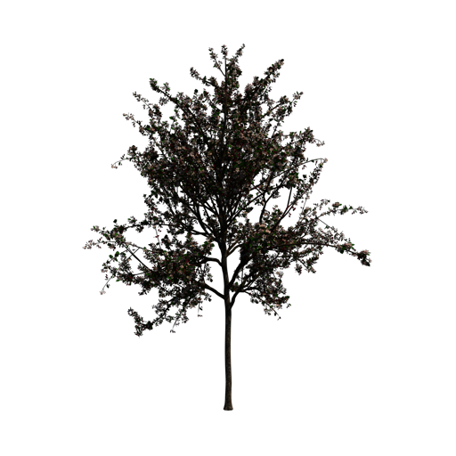 Showy Crab Apple