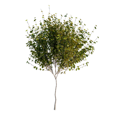 Hornbeam Tree Young