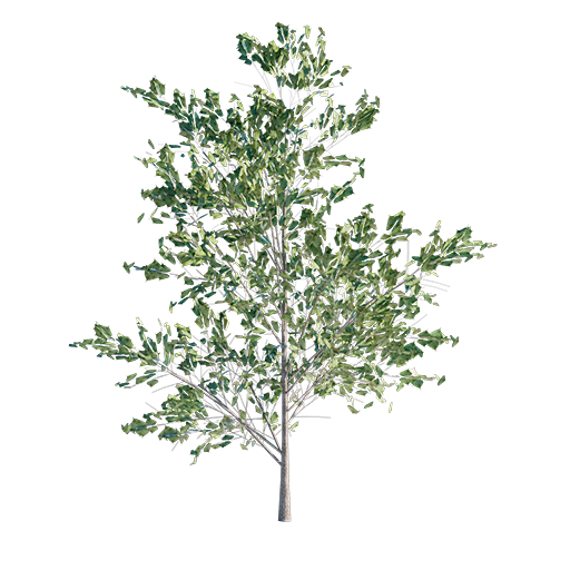 Hackberry Tree Young