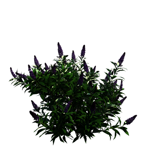 Butterfly Bush 'Pablo Purple'