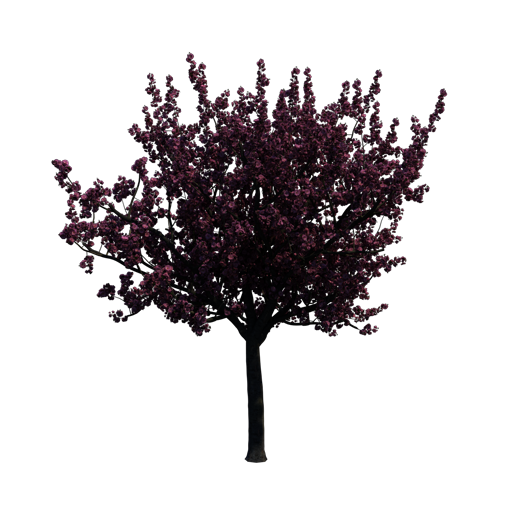 Kanzan Cherry