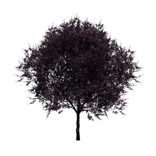 Black Cherry Plum 'Nigra'