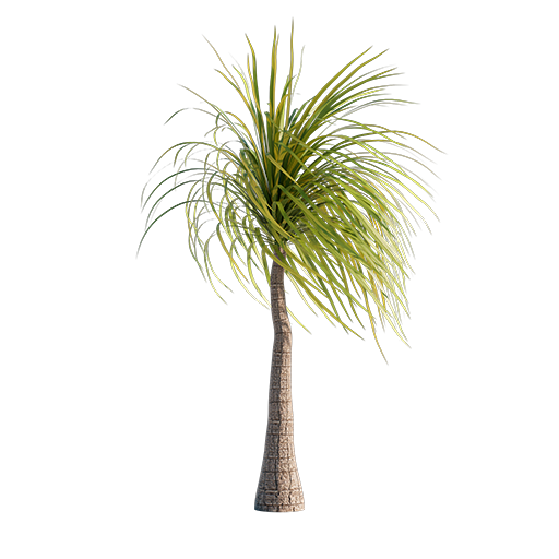 Palm Tree - Ponytail - 2.3 m