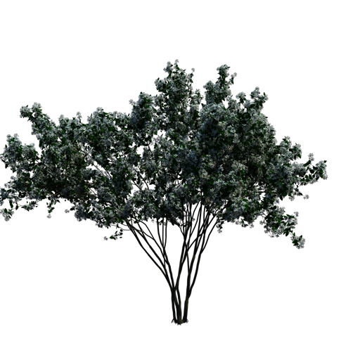 Juneberry