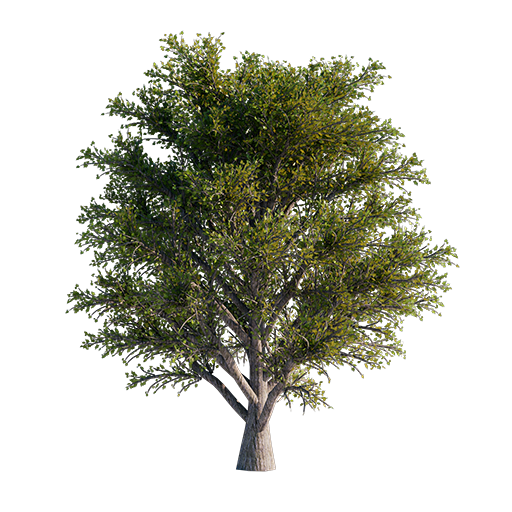 Chestnut Tree
