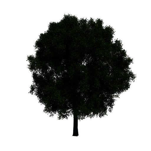 Red Oak