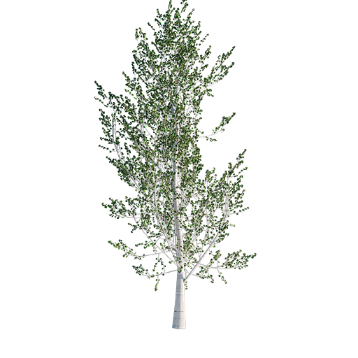 Aspen Tree