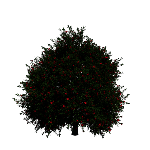 Japanese Camellia