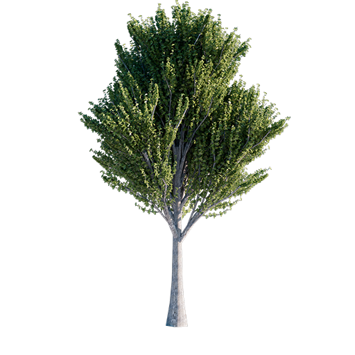 Italian Maple Tree