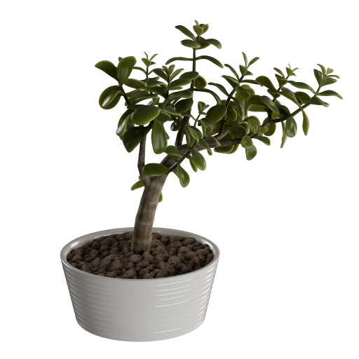 Jade Plant 02