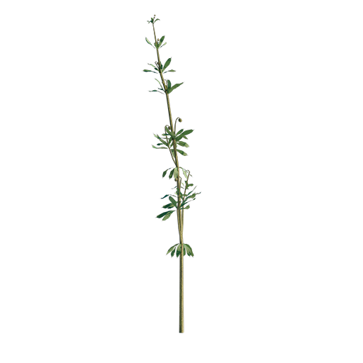 Cleavers - Galium Aparine 03