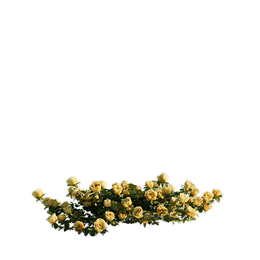 Roses - Yellow - 0.19 m