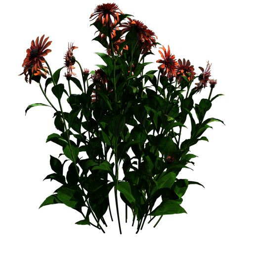 Eastern Purple Coneflower 'Secret Passion'