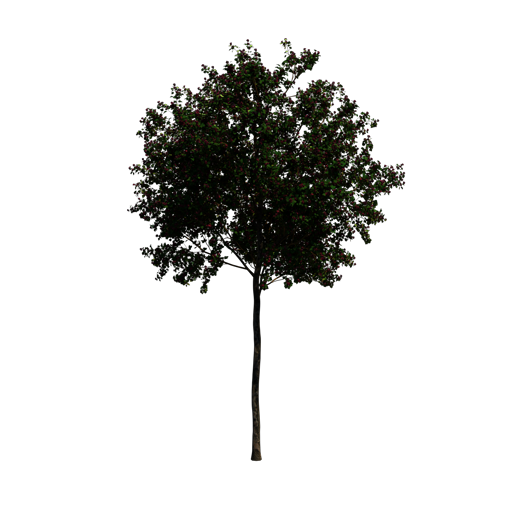 Paul's Scarlet Hawthorn