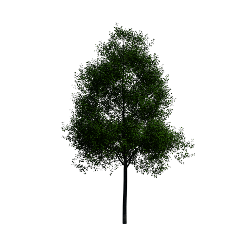 Sweetgum