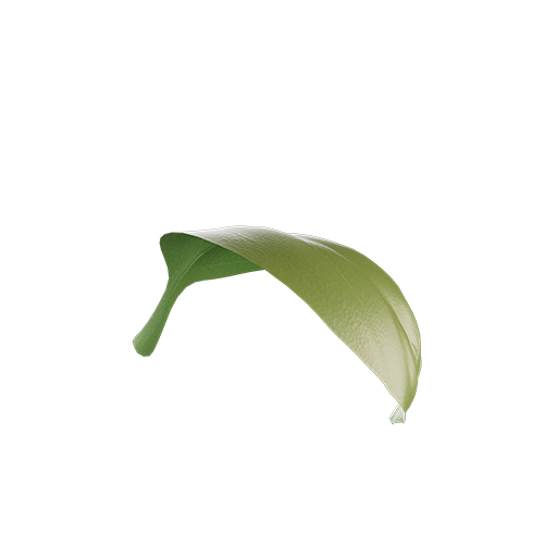 Basil Leaf