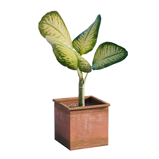 Diffenbachia