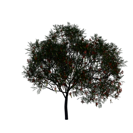 Royal Poinciana