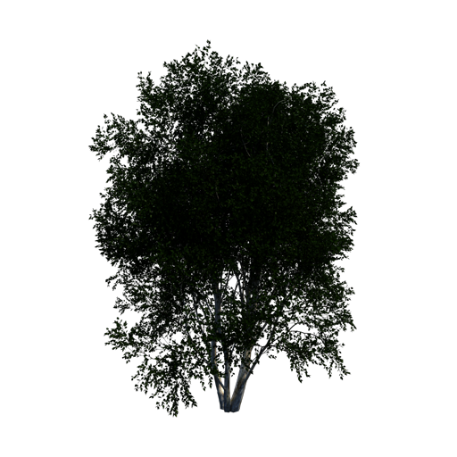 Paper Birch