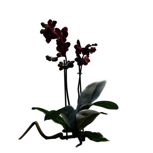 Moth Orchid 'Red Lion'