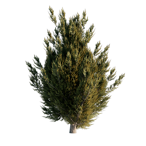 Common Juniper Tree