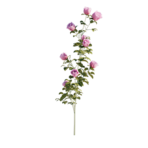Roses - Branch - 0.51 m