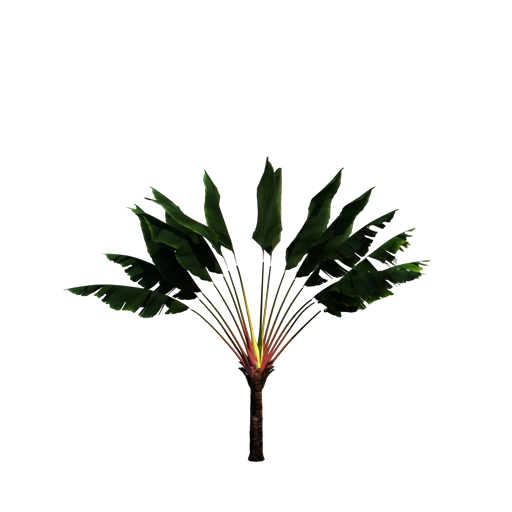 Traveller's Palm