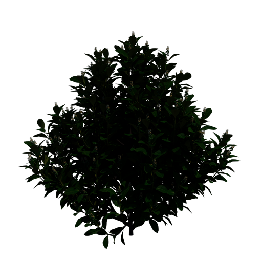 Cherry Laurel 'Schipkaensis'