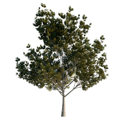 European Ash Tree