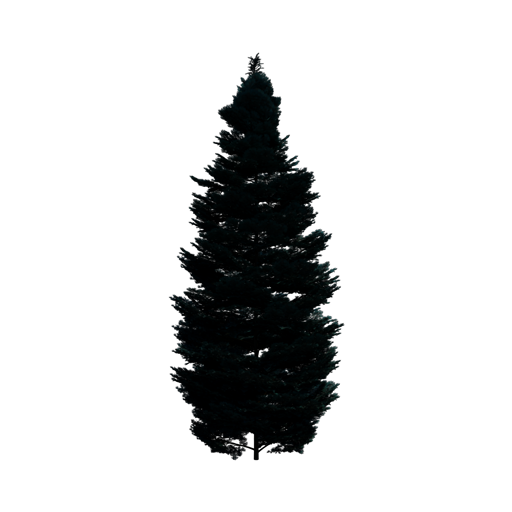Colorado White Fir