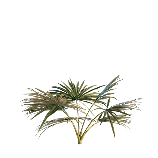 Palm Leaves