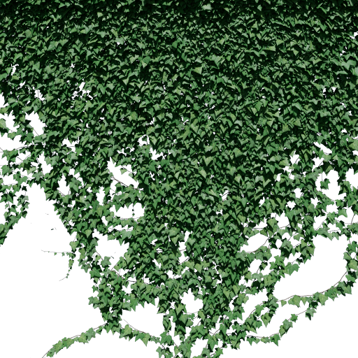 Ivy - Wall Dense